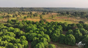 Indra Energy Customers Fuel Reforestation and Community Empowerment in Senegal